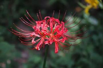 彼岸花的寓意和花语，寓意死亡和重生(阴间之花)
